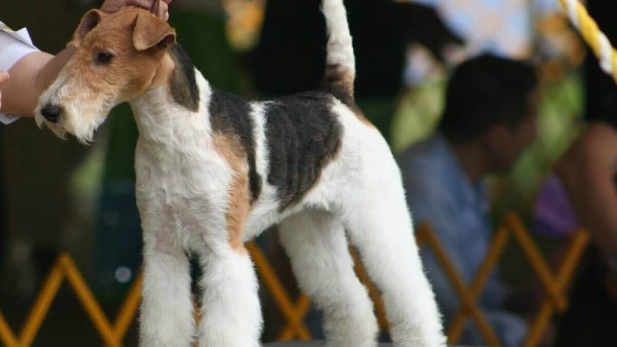 Fox terrier.