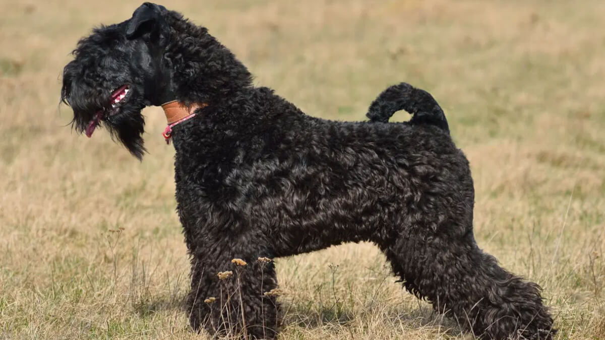 Kerry blue terrier.