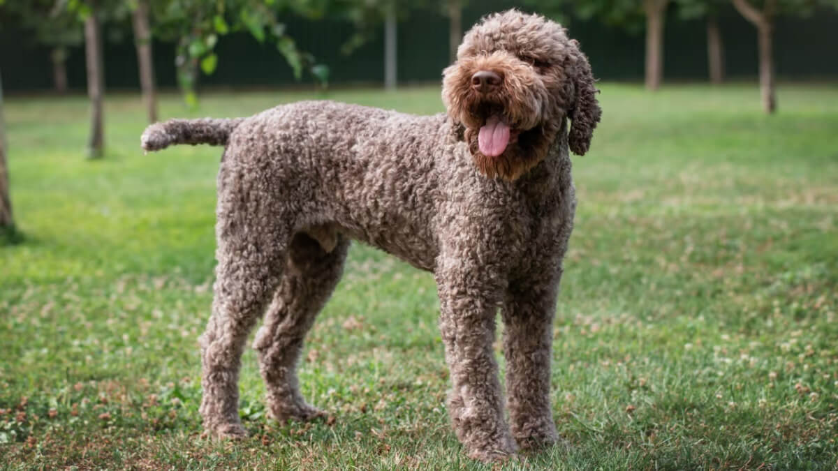 Lagotto romagnolo en la naturaleza.