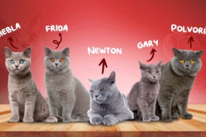 Nombres originales para gatos grises macho y hembra