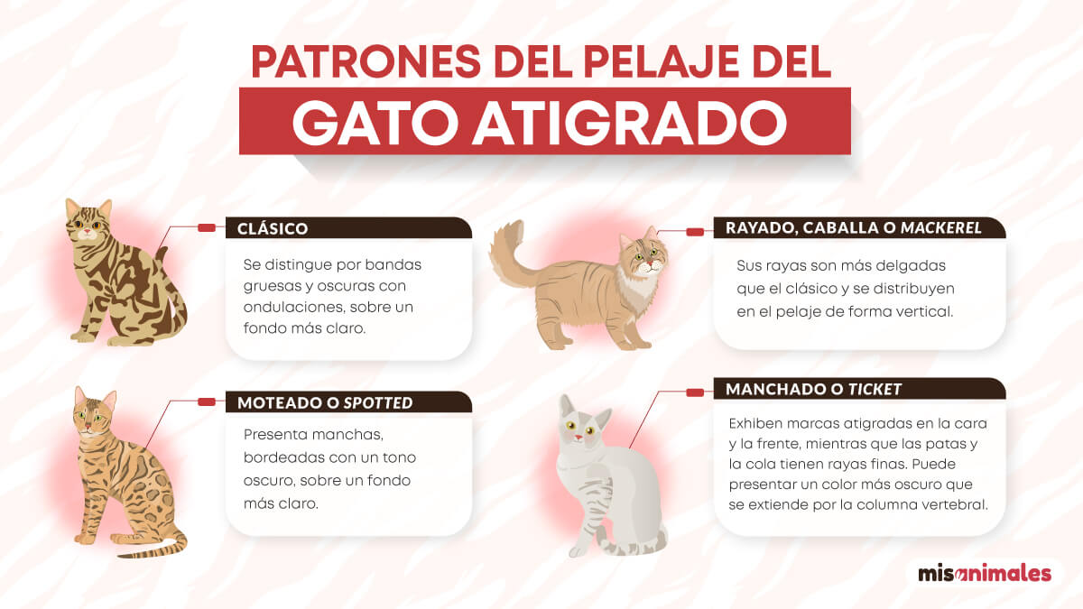 Patrones del pelaje de los gatos tabby.