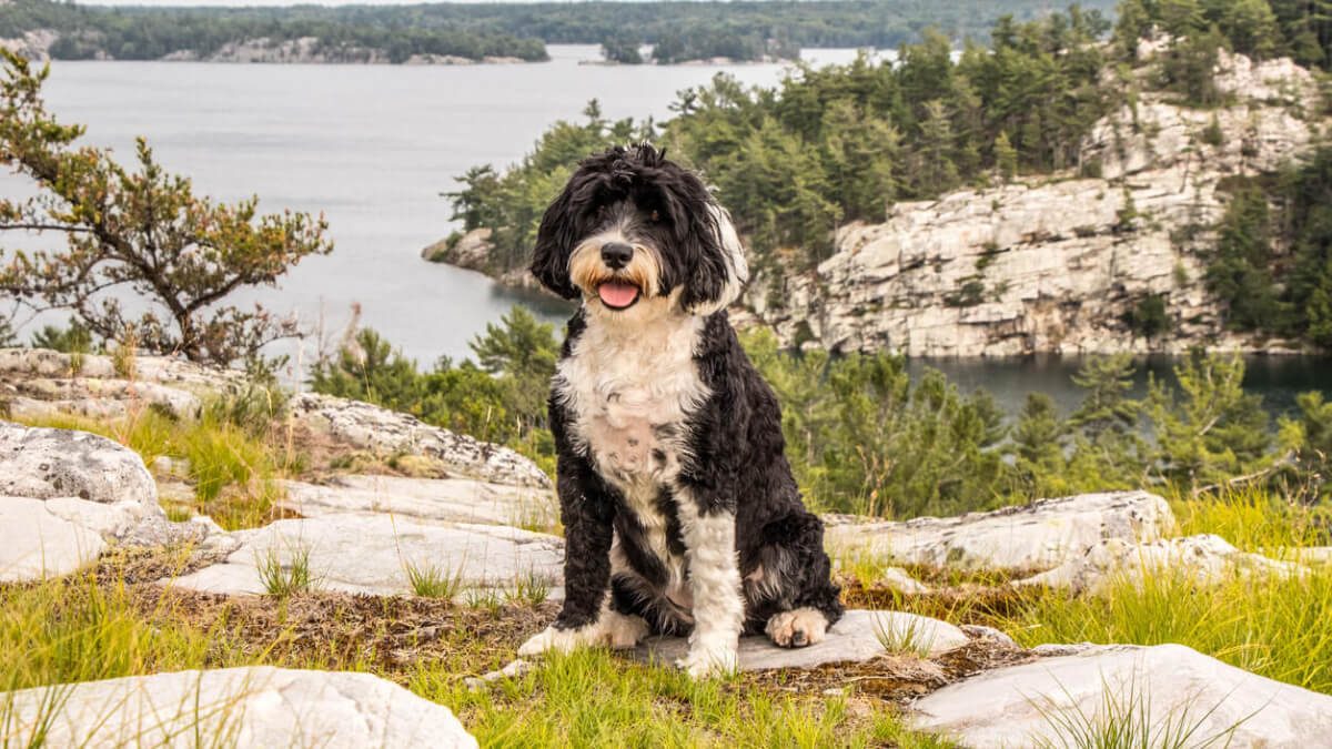 Perro de agua portugués al aire libre.