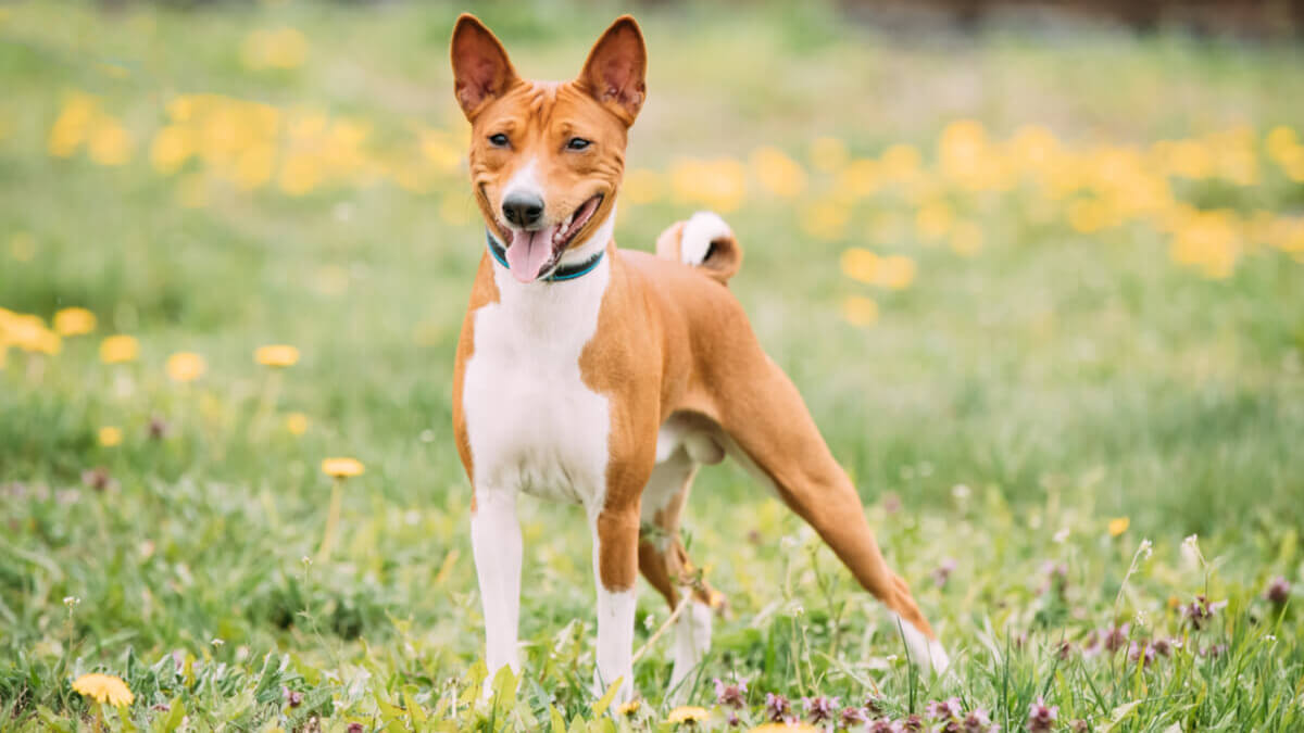Perro basenji en la naturaleza.