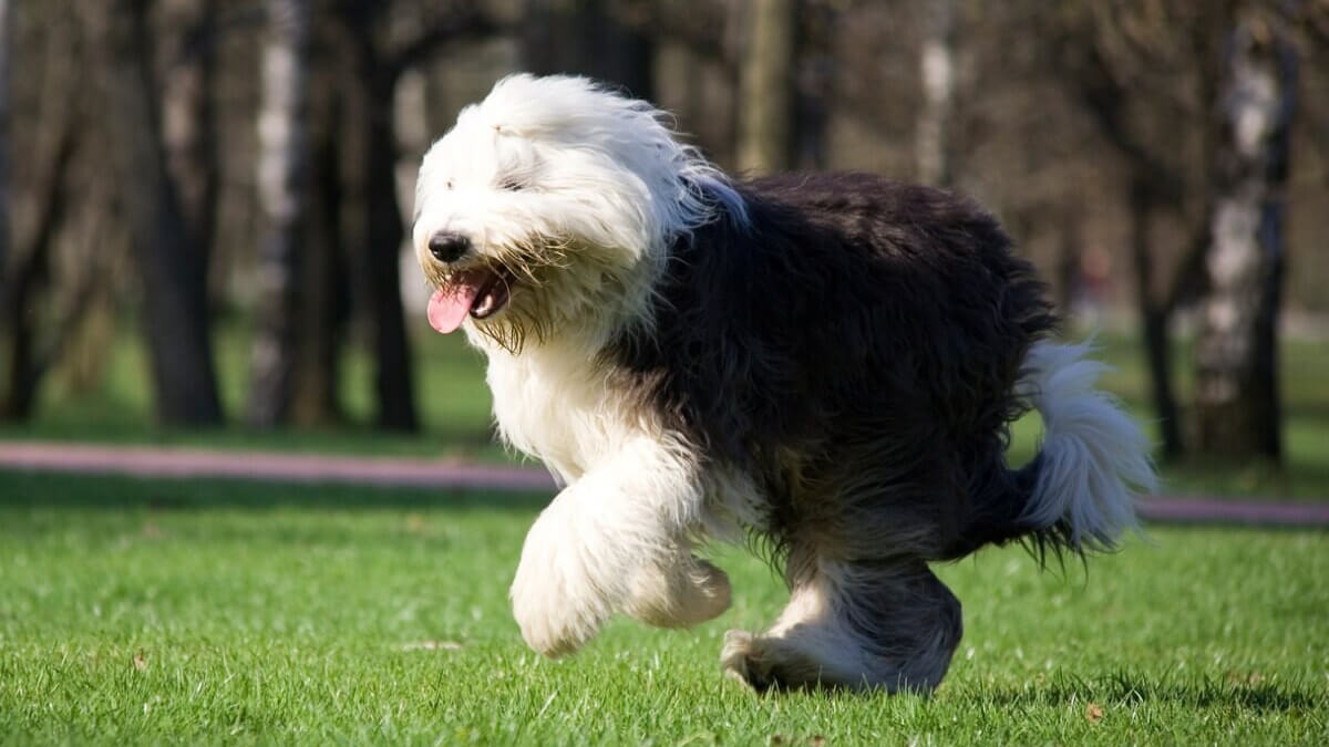 Perro bobtail corriendo al aire libre.