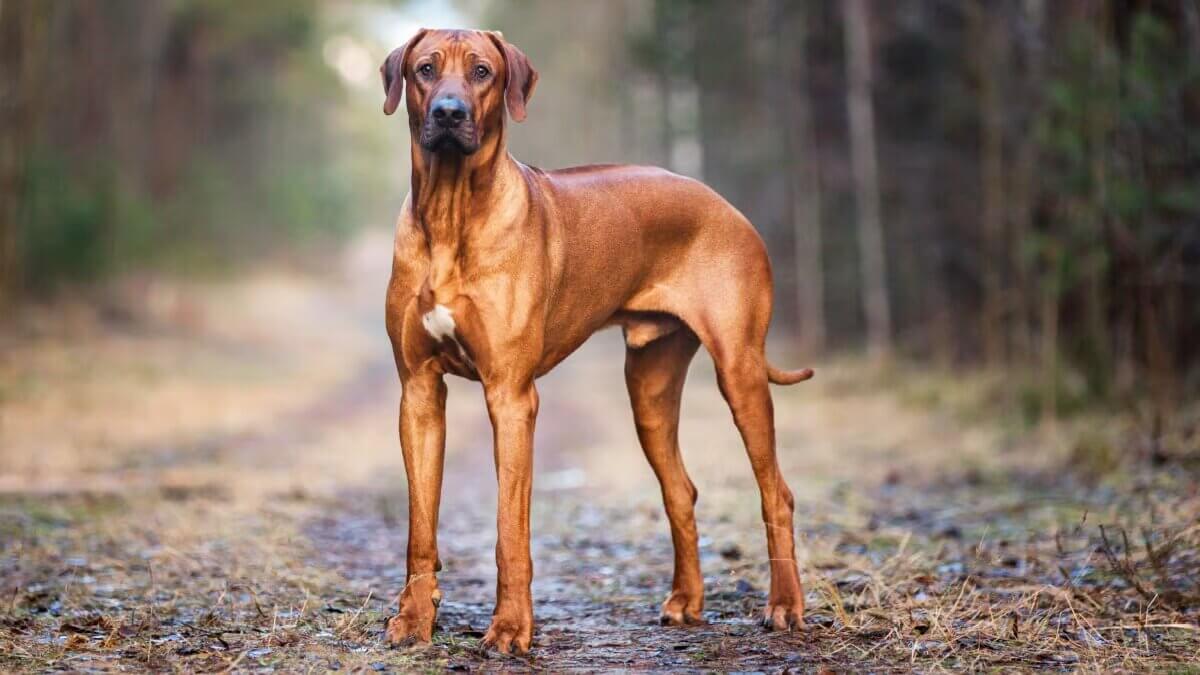 Perro crestado rodesiano.