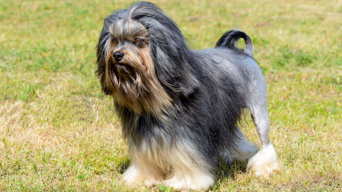 Perro Löwchen.