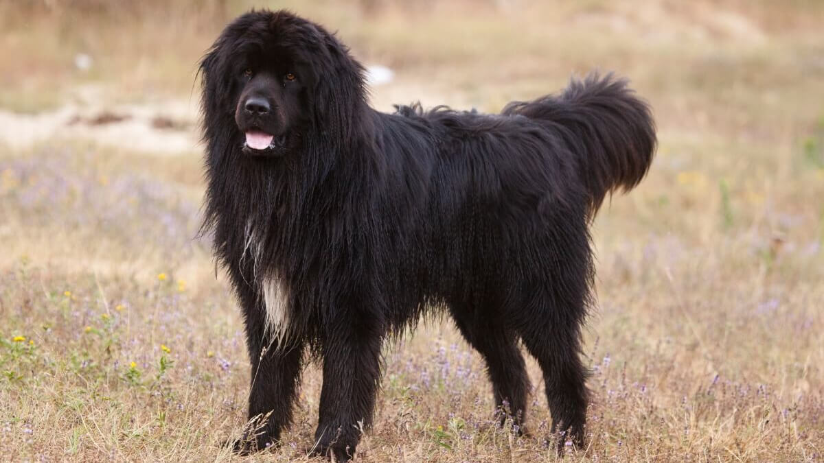 Perro terranova.