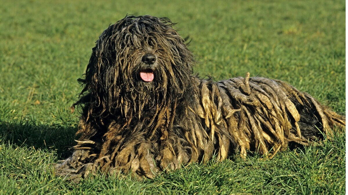 Raza de perro bergamasco al aire libre.