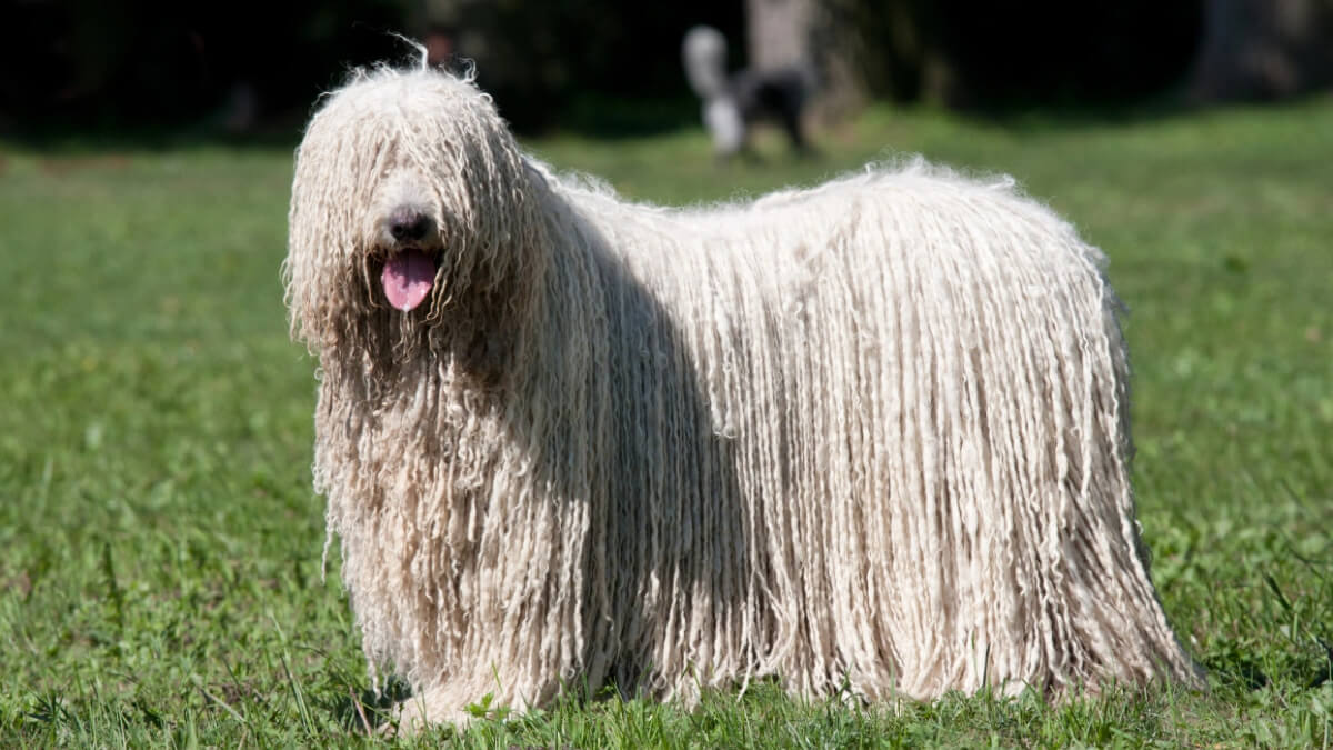 Perro komodor al aire libre.