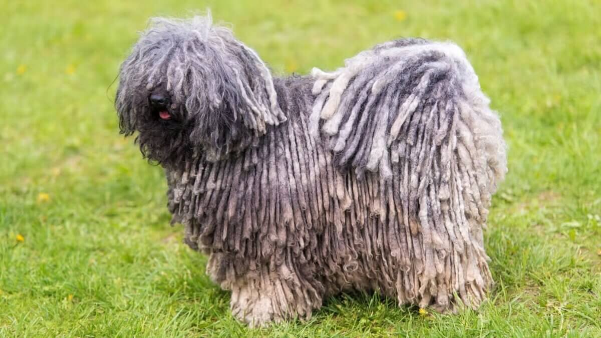 Raza de perros puli.