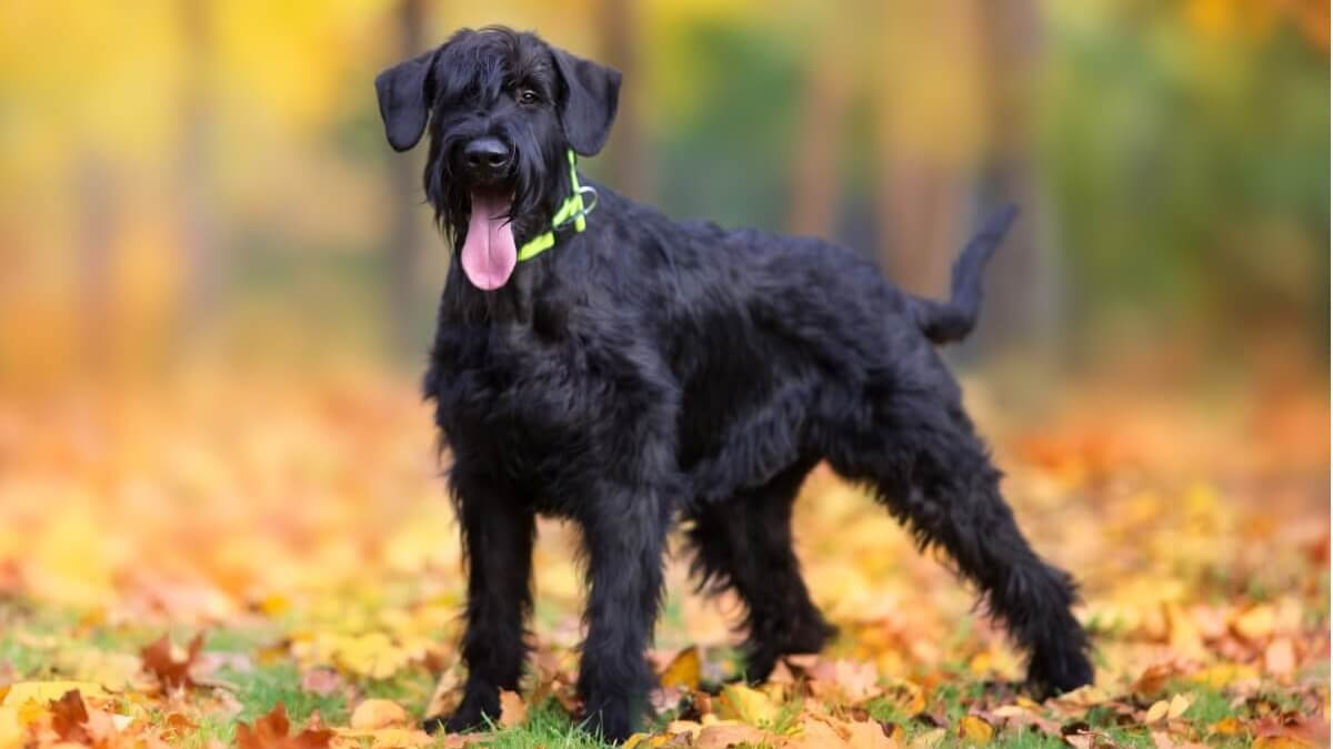 Schnauzer gigante sobre hojas de árboles.