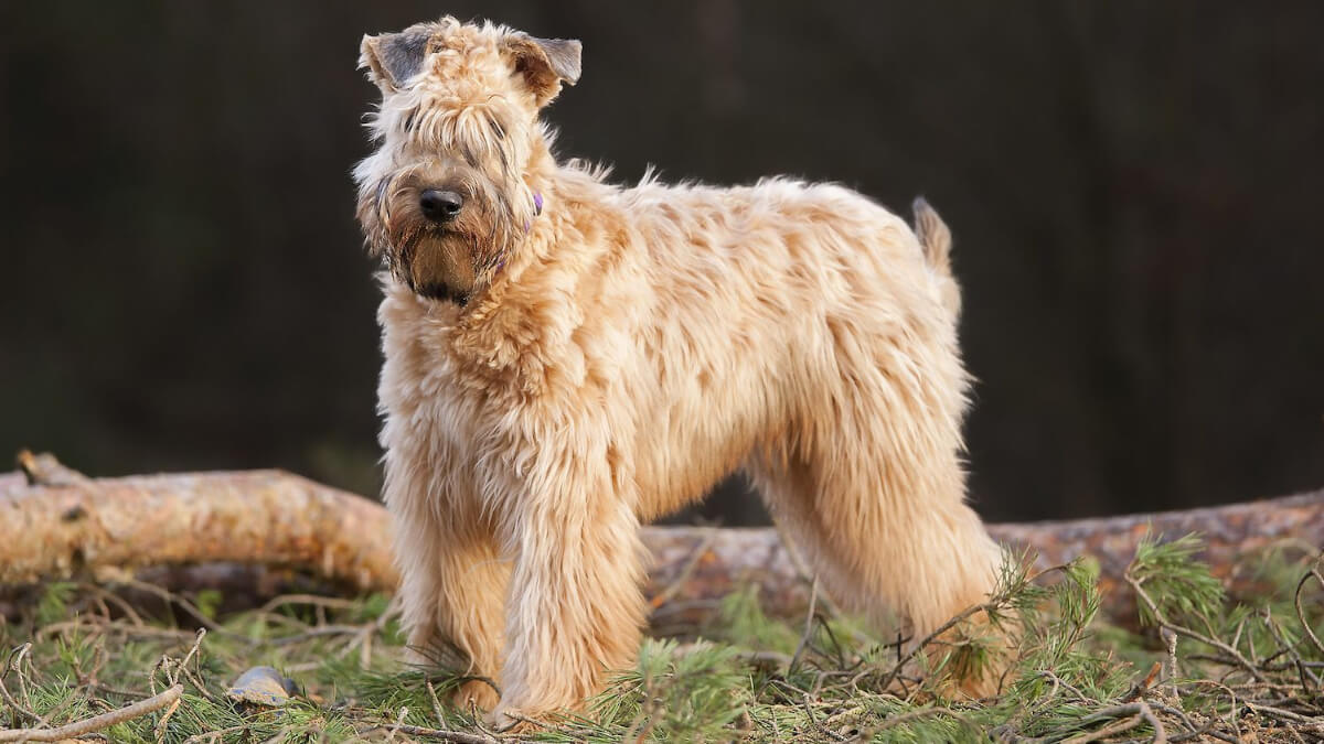 Wheaten terrier.