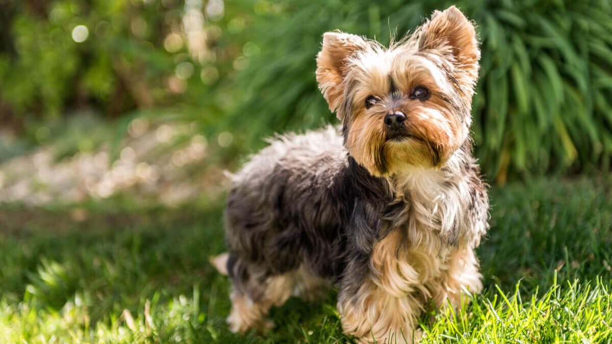 Yorkshire terrier en un jardín.