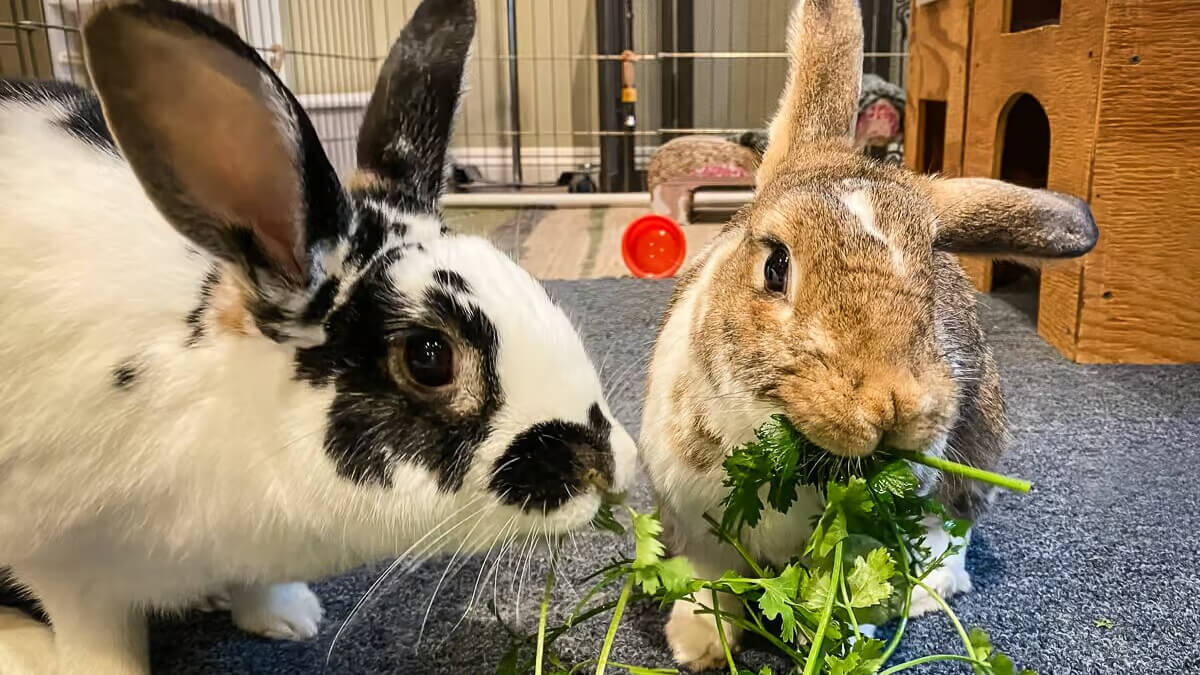 Alimentos dañinos para conejos