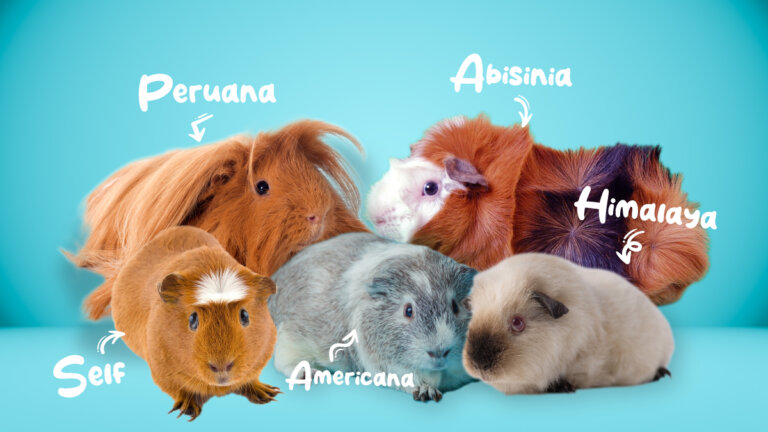 Principales razas de cobayas para tener como mascota