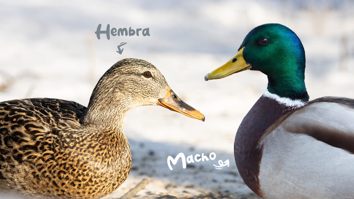 ¿Cómo reconocer si un pato es macho o hembra?