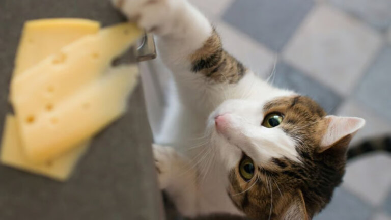 ¿Qué pasa si le doy queso a mi gato?