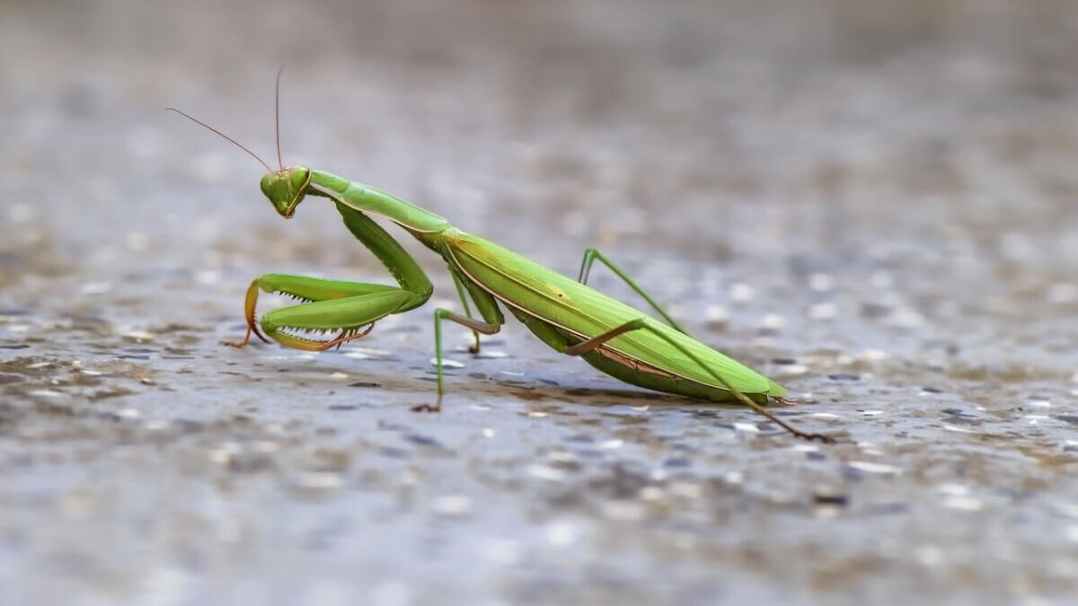 Mantis europea.