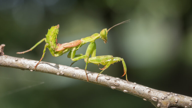 Tipos de mantis: clasificación, características y hábitat