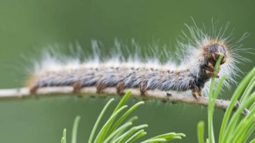 Temporada de oruga procesionaria: riesgos para los perros y cómo protegerlos