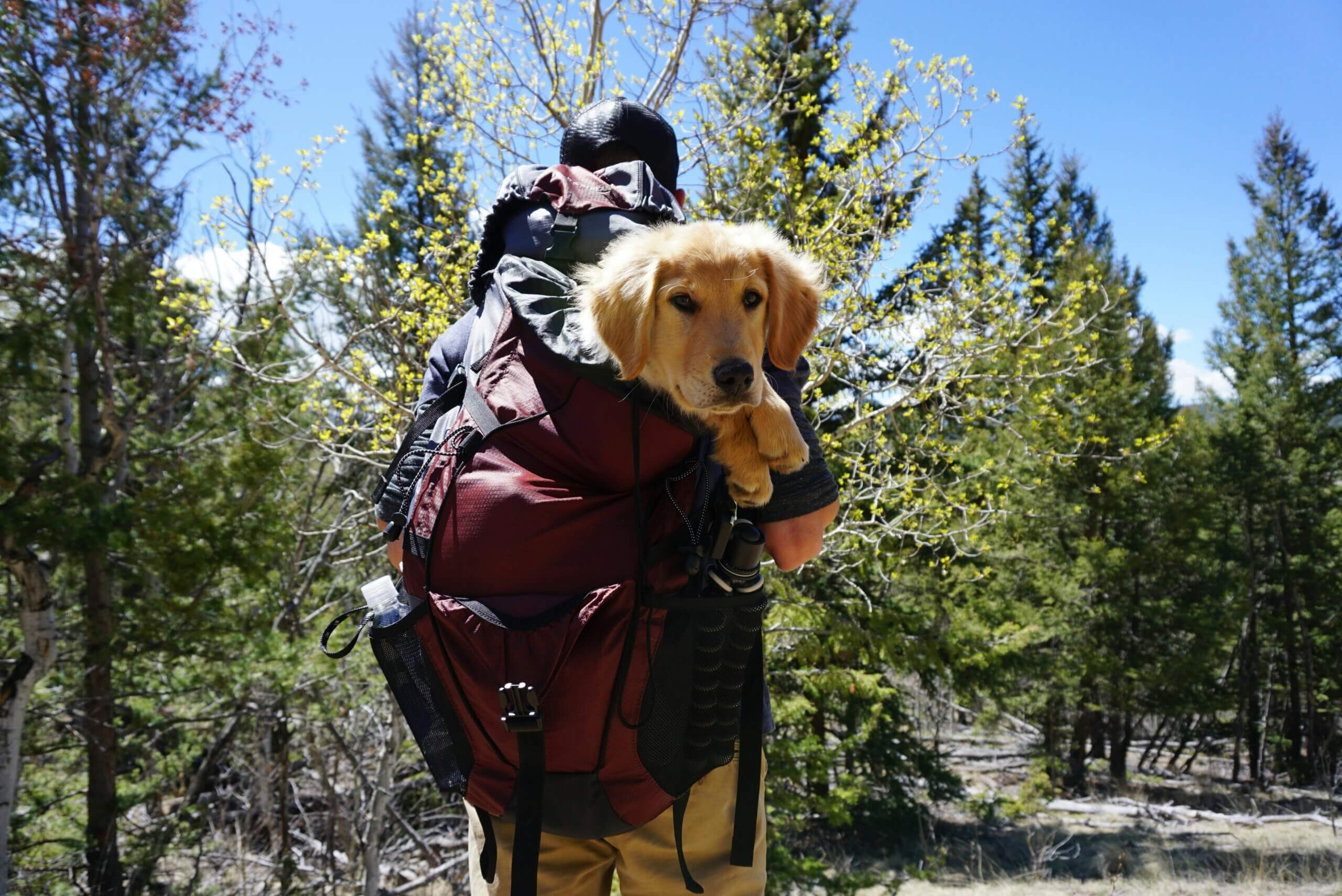 Qué llevar en la maleta de tu mascota para las vacaciones