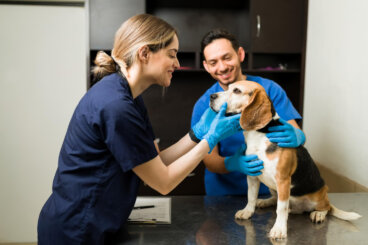 Mejores cursos de veterinaria: qué estudiar y cómo elegir una buena formación