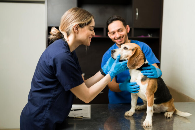 Mejores cursos de veterinaria: qué estudiar y cómo elegir una buena formación